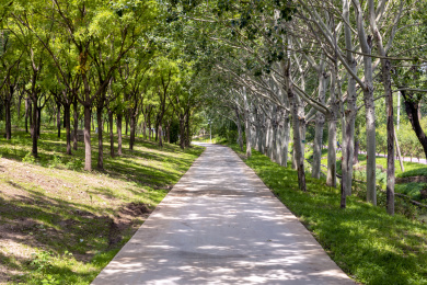 北坞公园的林荫小路