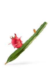 火龙果的三角茎和果实