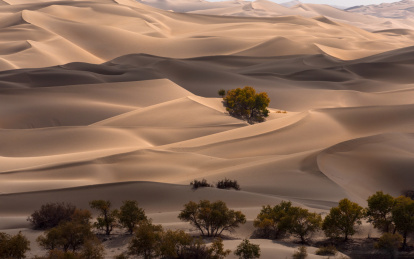 中国新疆巴音郭楞自治州尉犁县塔里木胡杨
