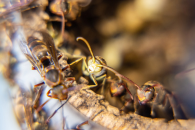 蜂巢里的黄蜂特写