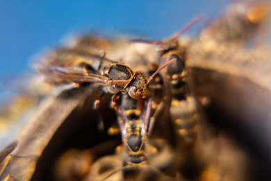 蜂巢里的黄蜂特写
