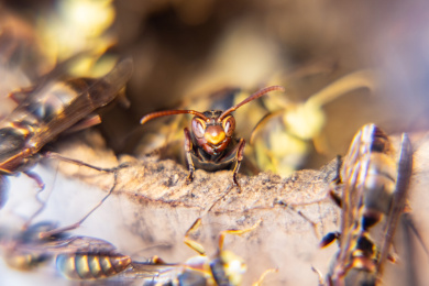 蜂巢里的黄蜂特写