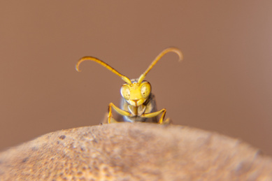 蜂巢里的黄蜂特写