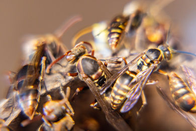 蜂巢里的黄蜂特写