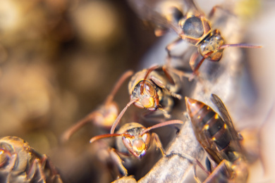 蜂巢里的黄蜂特写