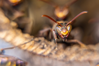 蜂巢里的黄蜂特写