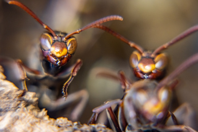 蜂巢里的黄蜂特写
