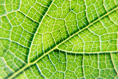逆光植物叶片叶脉局部特写