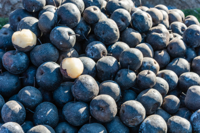 中国农村大集市场上的一大堆冻秋梨
