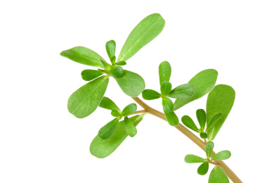 一段马齿苋嫩芽