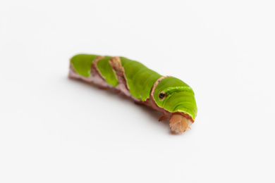 白色背景上爬行的蝴蝶幼虫