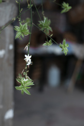 夏天的野花