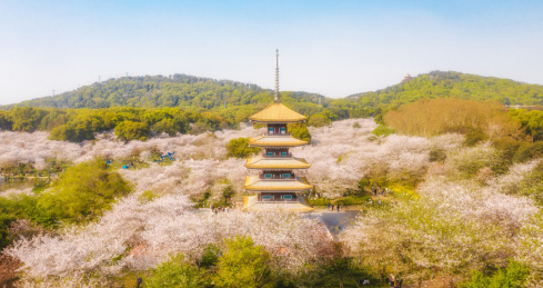 武汉东湖樱园