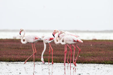 非洲纳米比亚海边的火烈鸟