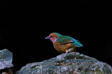 蓝背八色鸫
