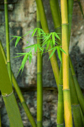 重庆市巴南区东泉镇五布河畔竹林