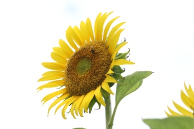 植物园里的向日葵