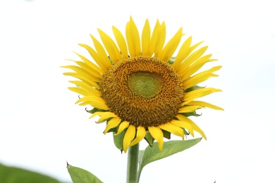 植物园里的向日葵