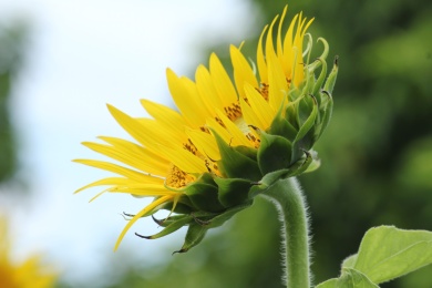 植物园里的向日葵
