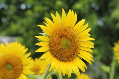 植物园里的向日葵