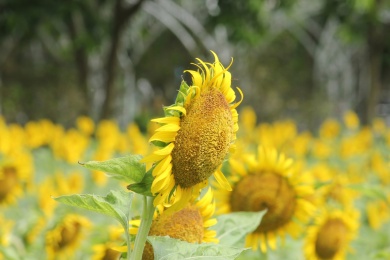 植物园里的向日葵