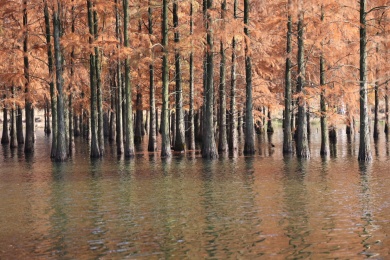 深秋时节别墅旁红色的水杉林