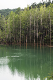 中国湖北京山美人谷碧潭和树林自然景观