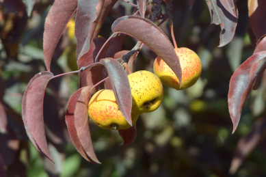 甘肃寒冷干燥山区水果作物 楸子梨