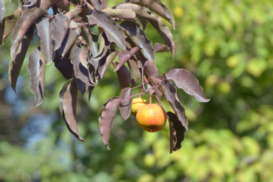甘肃寒冷干燥山区水果作物 楸子梨