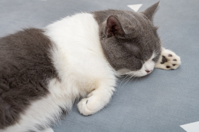 熟睡中的萌猫英短妹妹