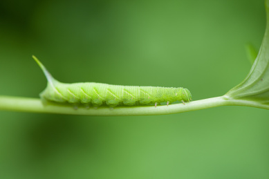菜叶上的害虫豆虫