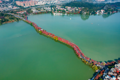 中国广东省肇庆市星湖紫金花