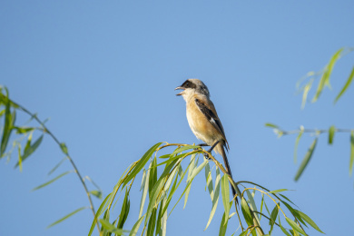 枝头的棕背伯劳