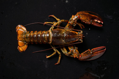 新鲜波士顿龙虾