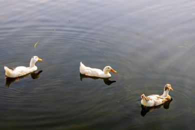 园博园杭州园在湖中自由觅食的鸭子