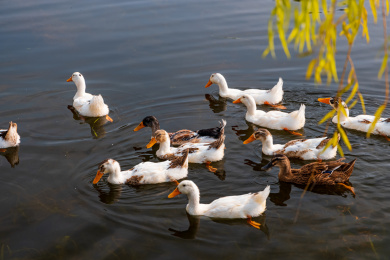 园博园杭州园在湖中自由觅食的鸭子