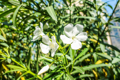 白色的夹竹桃花朵特写