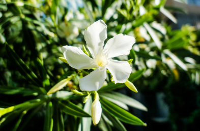 白色的夹竹桃花朵特写