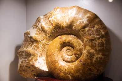 二裂旋菊石化石特写