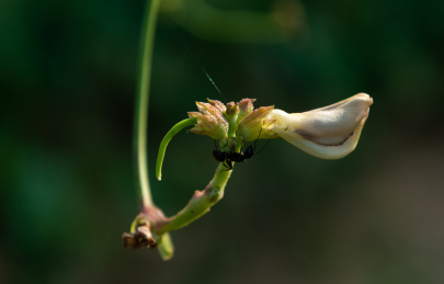 夏季户外菜园里的幼小豇豆果实