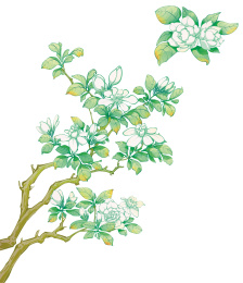 栀子花植物花绿色