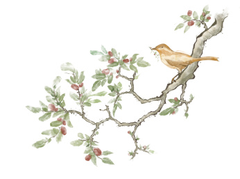 绿色霜降国风枣树和鸟元素