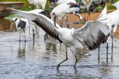 中国黑龙江齐齐哈尔扎龙自然保护区丹顶鹤