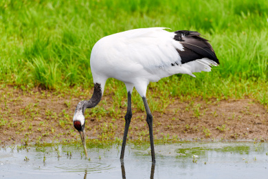 中国黑龙江齐齐哈尔扎龙自然保护区丹顶鹤