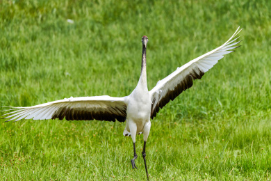 中国黑龙江齐齐哈尔扎龙自然保护区丹顶鹤