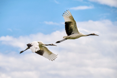 中国黑龙江齐齐哈尔扎龙自然保护区丹顶鹤