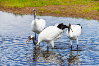 中国黑龙江齐齐哈尔扎龙自然保护区丹顶鹤