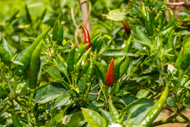 农业庄园里种植的新鲜辣椒特写