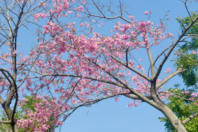 广东深圳笔架山公园园林观花乔木美丽异木棉