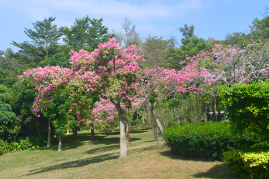 广东深圳笔架山公园园林观花乔木美丽异木棉